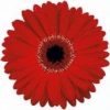 Special Event Plates - Image 11